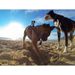 Soft And Adjustable Dog Harness Mount For Large Action Camera, Medium And Small Dogs Can Be Used For Chest And Back Outdoor First-person Perspective_desvips.com