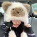 Siamese Furry Little Raccoon Cartoon Cute Versatile Winter Ear Protection Warm Lei Feng Hat_desvips.com