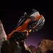 KAILAS FUGA DU Trail Running Men's Sandproof Powerful Grip Anti-slip Outdoor Breathable Sneakers Athletic Shoes_desvips.com