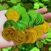 Clover Lucky Coin, St. Patrick's Day Halloween Prop, Free Giveaway At Comic Con, Simulation Toy_desvips.com