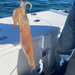 14pcs/box Egi 10cm Glow Horizontal Squid Jig Large Octopus Baits UV Shrimp Lure Saltwater Cuttlefish Tackle_desvips.com