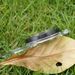 4 Pcs Outdoor With Adjustable Declination,Magnifier,Ruler,Scale. Multifunctional Orienteering Waterproof Compass For Map_desvips.com
