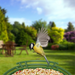 Solar AI Smart Bird Feeder Battery Outdoor Garden Rechargeable Waterproof Feeding Camera_desvips.com