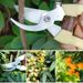 Stainless Steel Scissors Flower Cutting Flower Arrangement Pruning Fruit Tree Garden Branch Cutting Household Grafting Pruning_desvips.com
