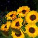 Solar-powered Sunflower-shaped Outdoor Artificial Flower Lawn Decor Light_desvips.com