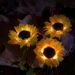 Solar-powered Sunflower-shaped Outdoor Artificial Flower Lawn Decor Light_desvips.com