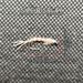 20Pcs(with Flies Box) Fly Fishing Flies Nymph Bait Dry Flies Lure For Flishing Trout/carp Fishing Artificial Lure Accessories_desvips.com