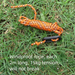 Fixed Windproof Ropes, Tent Accessory Set, Camping Outdoor Canopy Fixing Rods, Steel Pegs, Accessories_desvips.com