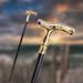 Crane Walking Cane Purple Gemstone Fashion Decorative Walking Stick Gentleman Elegant Cosplay Cane Knob Crosier 93cm_desvips.com