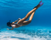 Cross-border Professional Adult Unisex Freestyle Snorkeling Diving Training Adjustable Fins Swimming Flippers Equipment_desvips.com