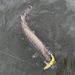 170mm 200mm 7Colors Fishing Swimming Jointed Floating/Sinking Giant Hard For Big Bait Bass Pike Lure_desvips.com