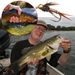 Trout Fishing Collection 32-112Pcs Flies Dry Wet Nymph Streamers Assortment With Box Flyfishing Fly Lures Kits_desvips.com