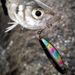 6g/12g Suspending Stickbaits Ima Pugachevs Cobra 90 Pencil Fishing Lures Ima Artificial Baits For Pesca Bonito Rockfish Seabream_desvips.com